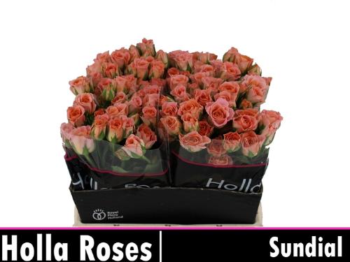 Rosa tros Sundial