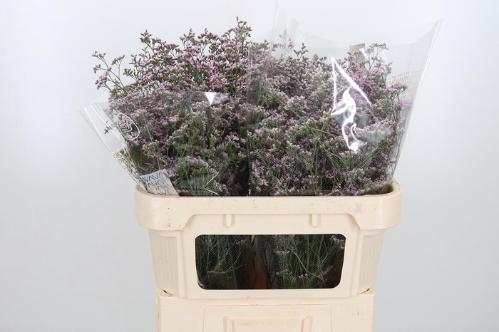 Limonium Safora Oshi Pink