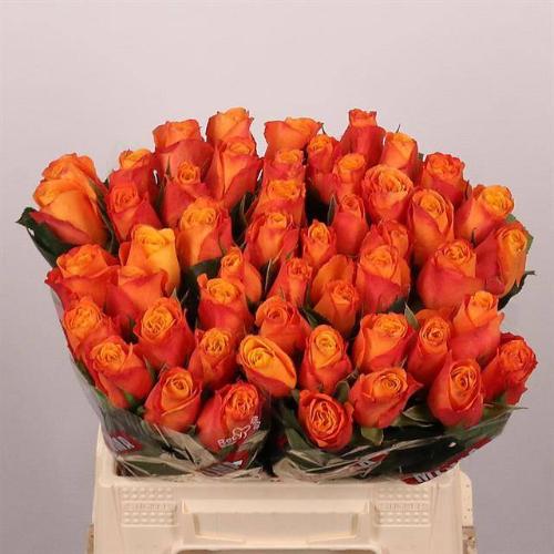 Rosa grootbloemig Confidens