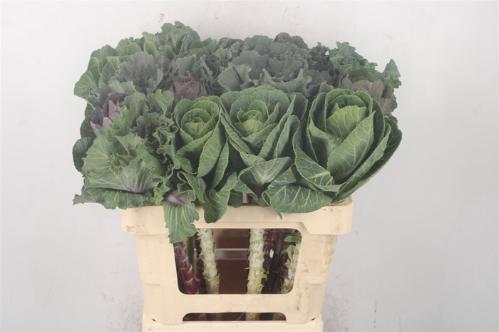 Brassica oleracea gemengd