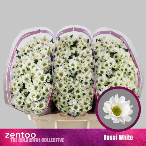 Chrysanthemum Indicum Grp tros santini 'Rossi White'