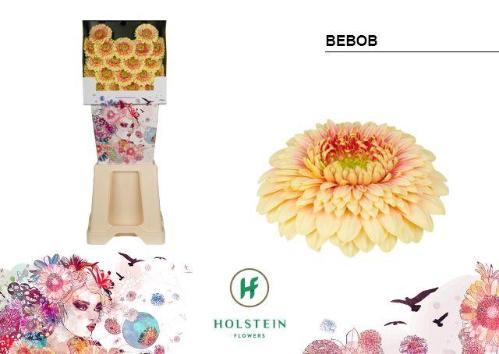 Gerbera mini 'Bebob'