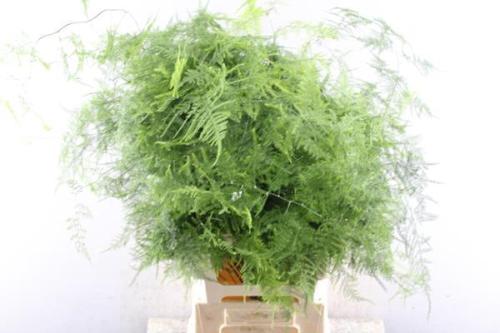 Asparagus setaceus overig