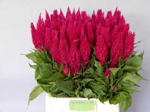 Celosia Plumosa Grp 'Century Purple Rose'