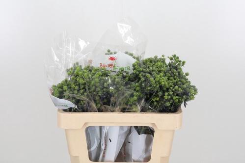 Eryngium planum Magical Purple Stars