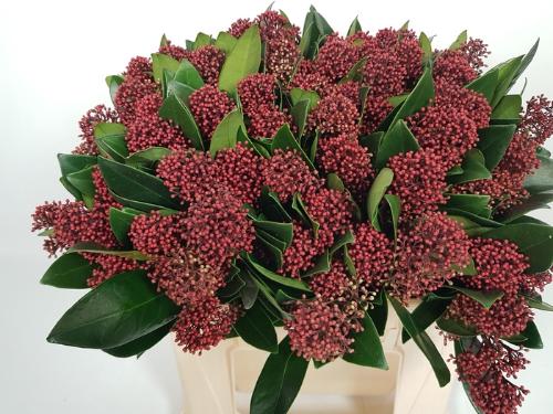 Skimmia per bos japonica 'Rubella'