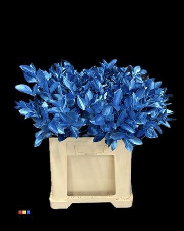 Ruscus kleurbehandeld H%