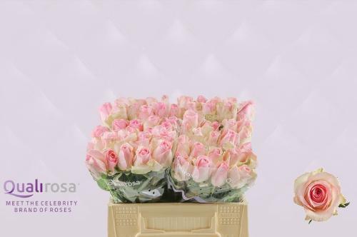 Rosa grootbloemig Avalanche Sorbet+