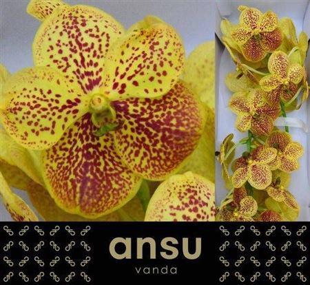 Vanda Sunanda Banana Spots