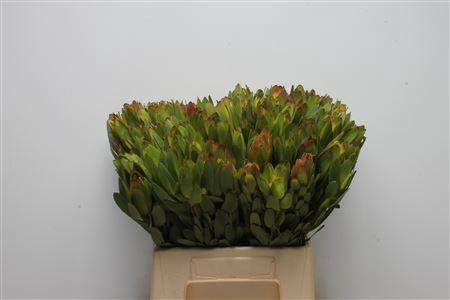Leucadendron 'Safari Goldstrike'
