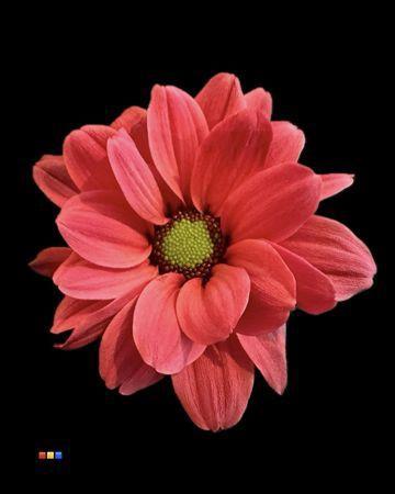 Chrysanthemum Indicum Grp tros kas kleurbehandeld H%