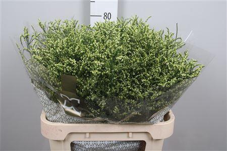 Limonium sinense China Lemon