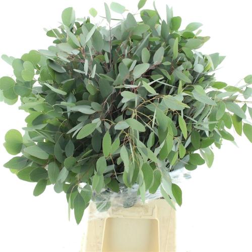 Eucalyptus per bos polyanthemos