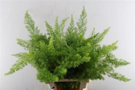 Asparagus densiflorus 'Meyers'