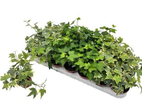 Hedera helix gemengd