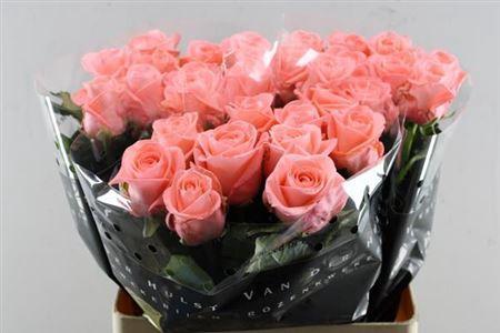 Rosa grootbloemig Liesbeth