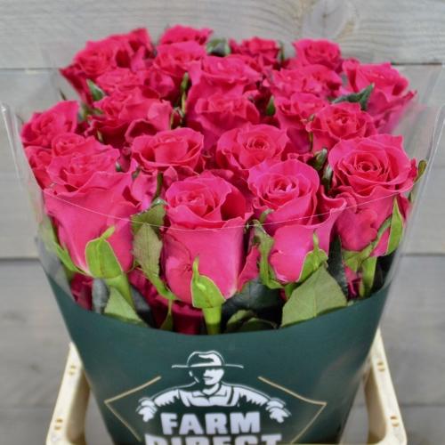 Rosa grootbloemig overig