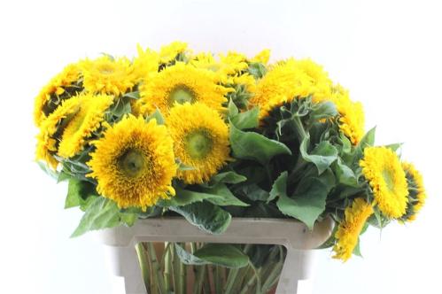 Helianthus annuus Solano Double
