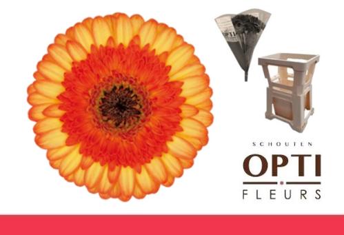 Gerbera mini Colori