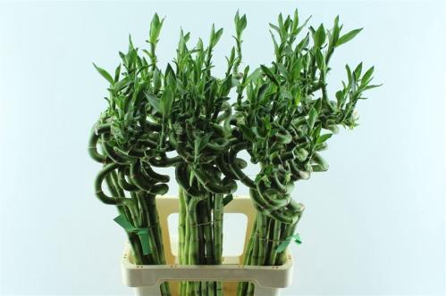 Dracaena sanderiana Lucky Bamboo