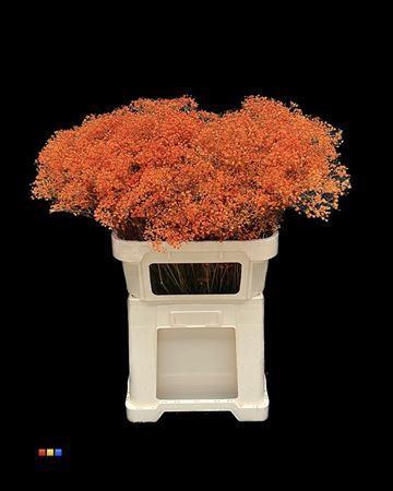 Gypsophila overig kleurbehandeld H%