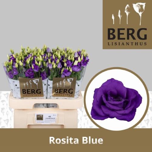 Eustoma russellianum gevuldbloemig 'Rosita Blue'