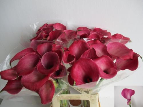 Zantedeschia 'Denver'