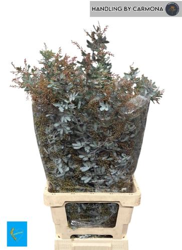 Acacia baileyana bloeiend per bos 'Purpurea'Dealbata Grp