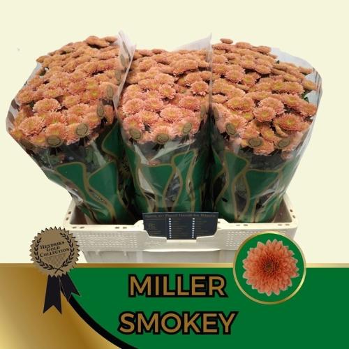 Chrysanthemum (Indicum Grp) tros santini Miller Smokey