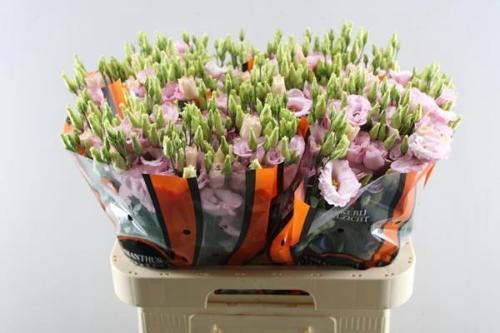 Eustoma russellianum gevuldbloemig Lisanne Light Pink