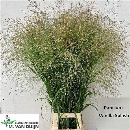 Panicum overig