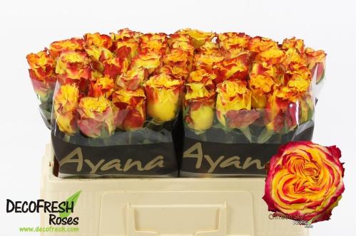 Rosa grootbloemig Crimson Sky+