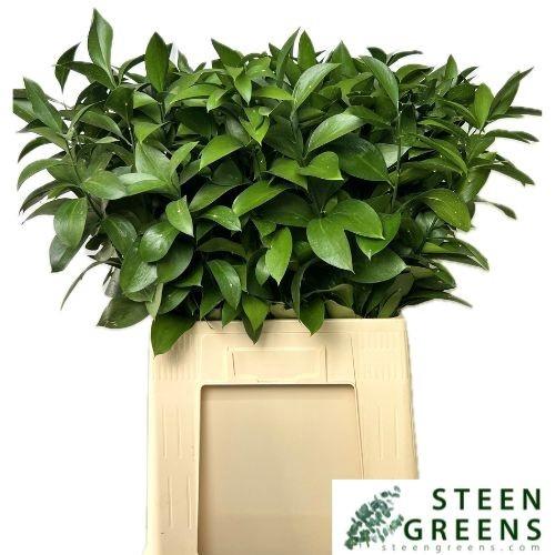 Ruscus hypophyllum (groot blad)