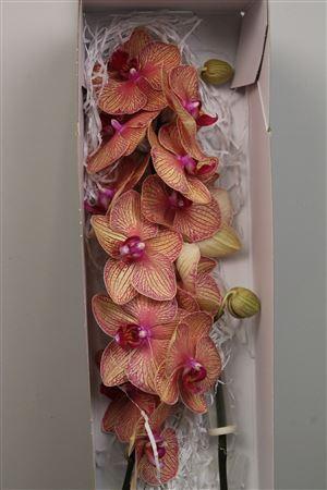 Phalaenopsis per bloem Baldan's Kaleidoscope 'Golden Treasure'