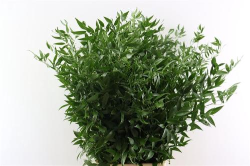 Ruscus aculeatus per bos