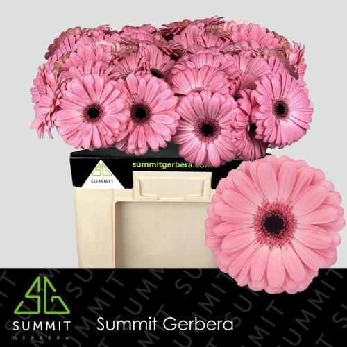 Gerbera grootbloemig Joyride