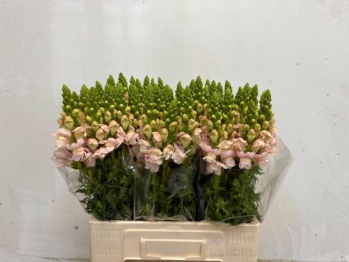 Antirrhinum majus 'Costa Silver'