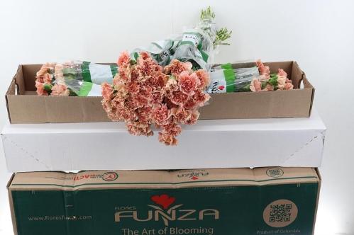 Dianthus standaard overig