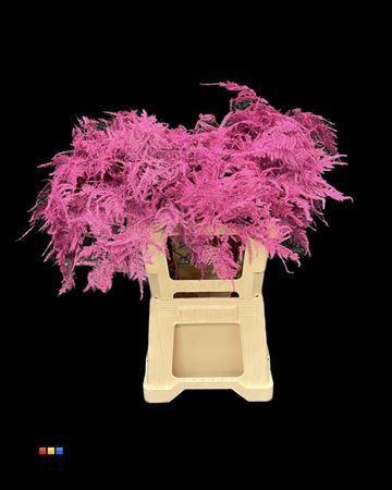 Asparagus overig kleurbehandeld H%