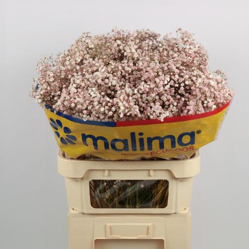 Gypsophila overig kleurbehandeld H%