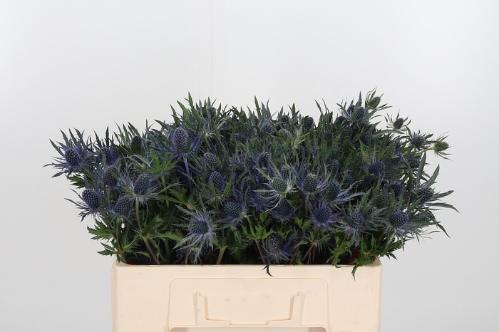 Eryngium planum