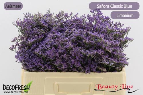 Limonium Safora Classic Blue