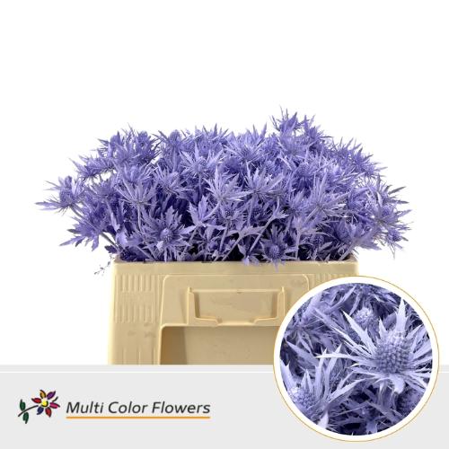 Eryngium alpinum kleurbehandeld H%