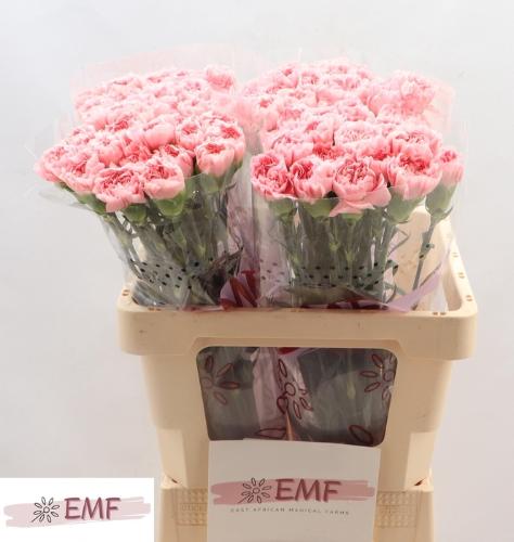 Dianthus standaard Pink Montezuma