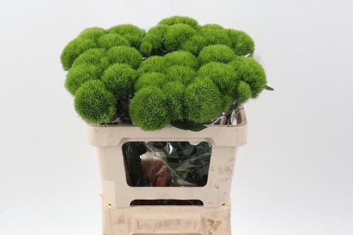 Dianthus barbatus Kiwi Mellow