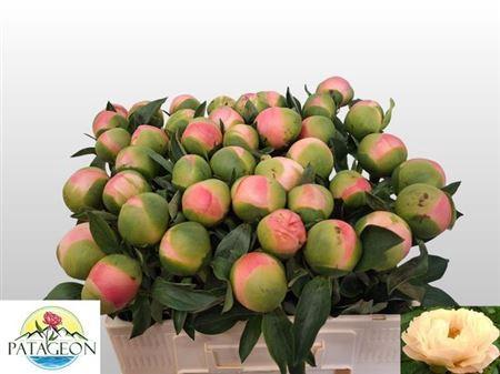 Paeonia (Herb. Hybrid Grp) 'Kingsday'