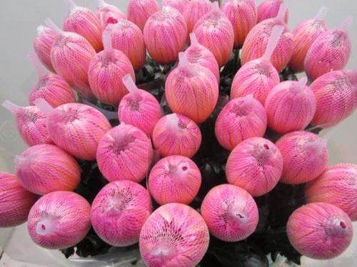 Chrysanthemum (Indicum Grp) geplozen Antonov kleurbehandeld H%