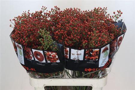 Rosa Autumn Rosefruits