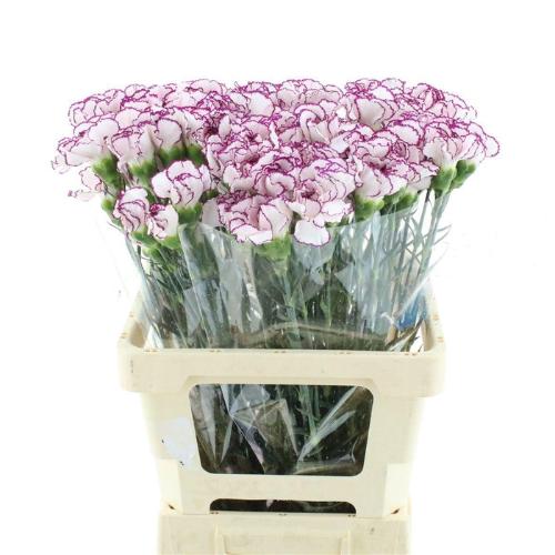 Dianthus standaard 'Mudah'