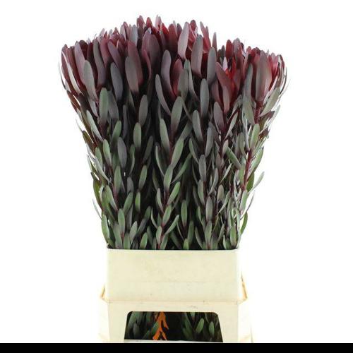 Leucadendron 'Safari Sunset'